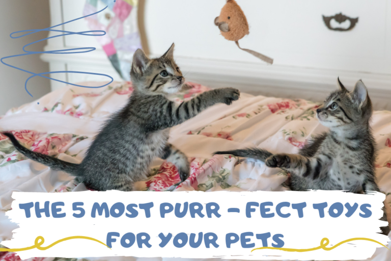 toys for pets