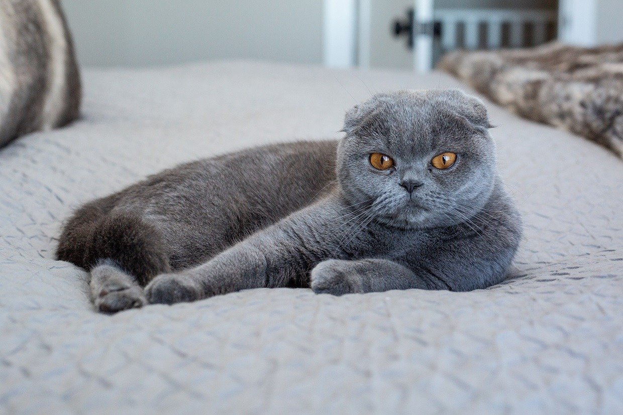 scottish fold price