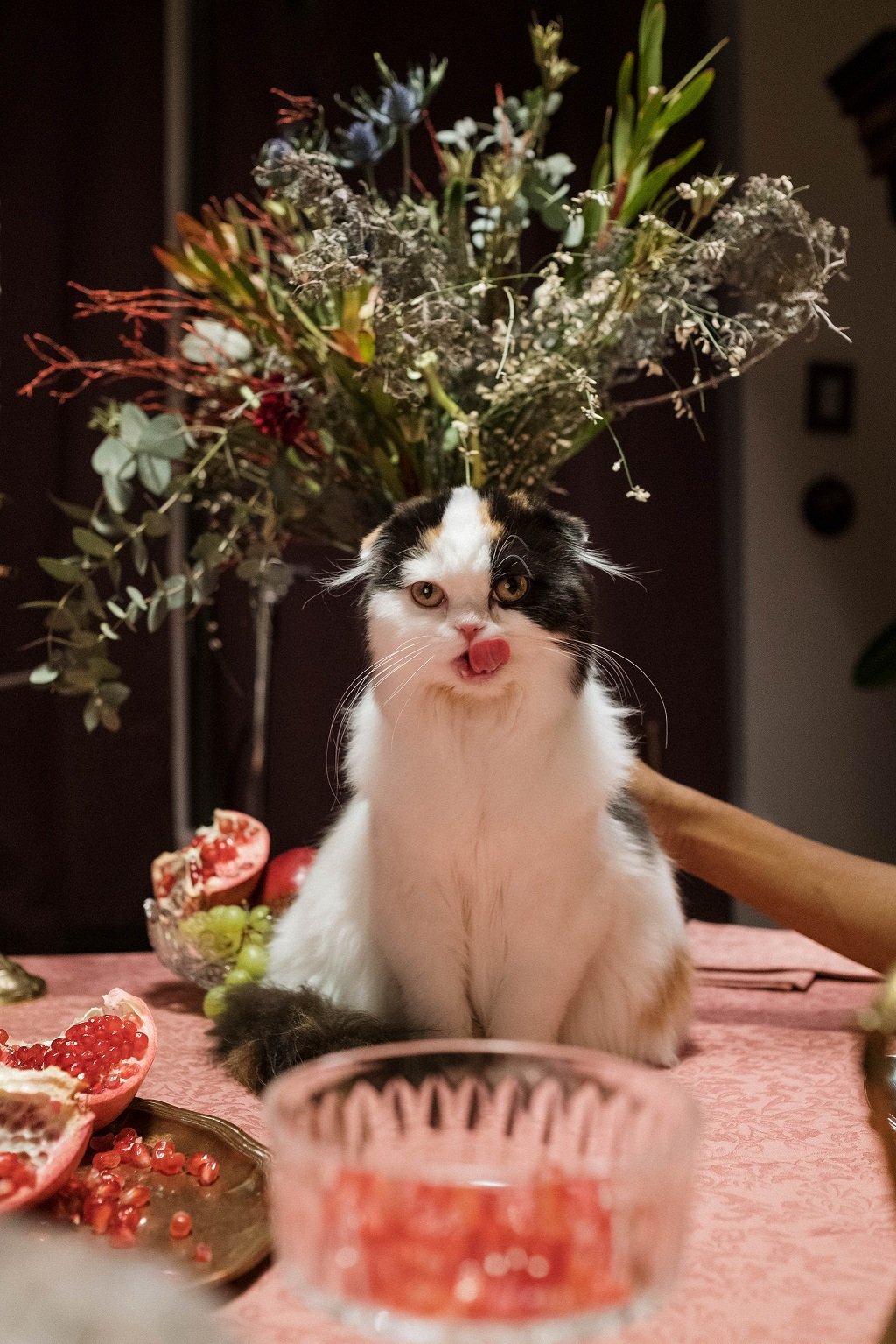 scottish fold price