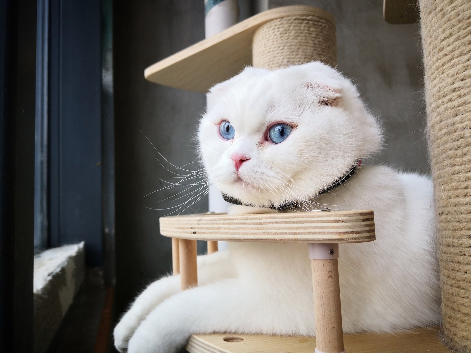 white scottish fold