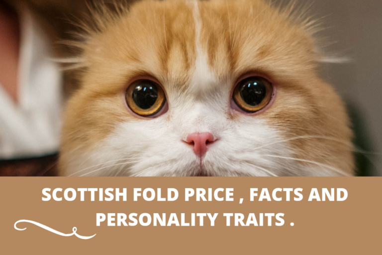 scottish fold price