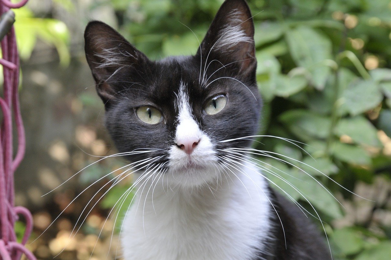tuxedo cat personality