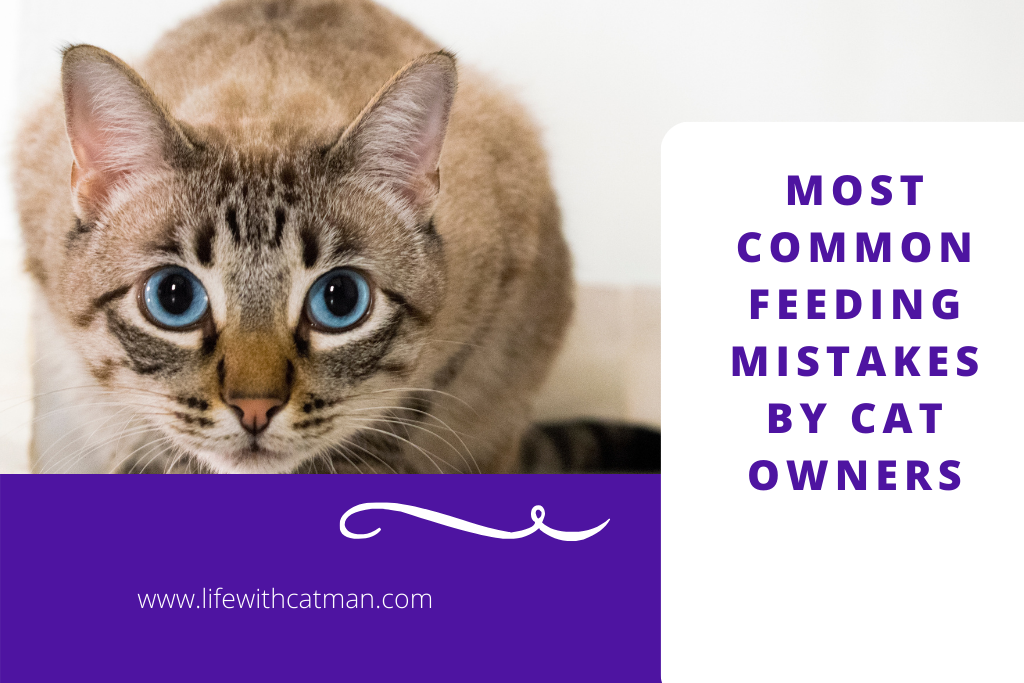 first time cat owners