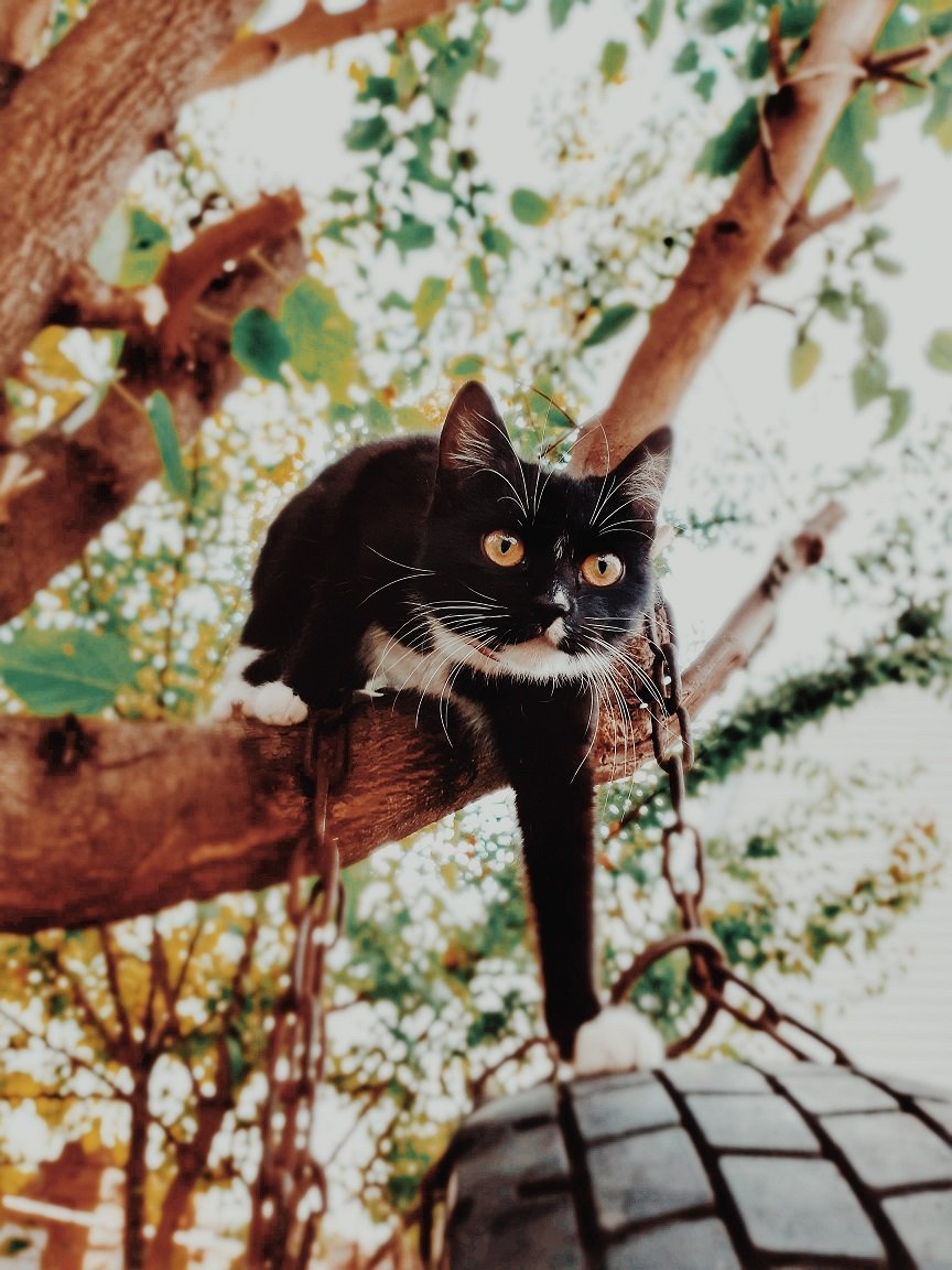 tuxedo cat personality