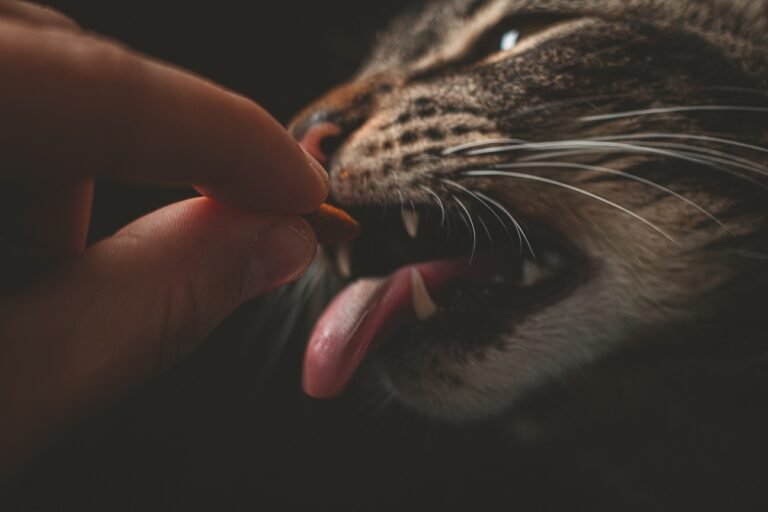 can cats eat dog food