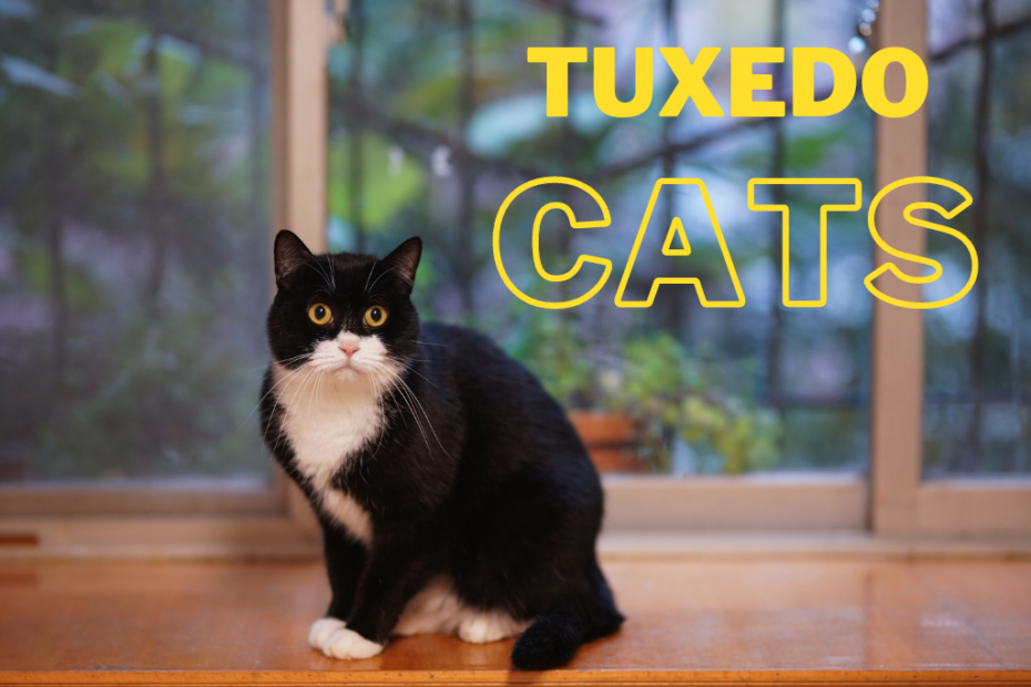 tuxedo cat personality