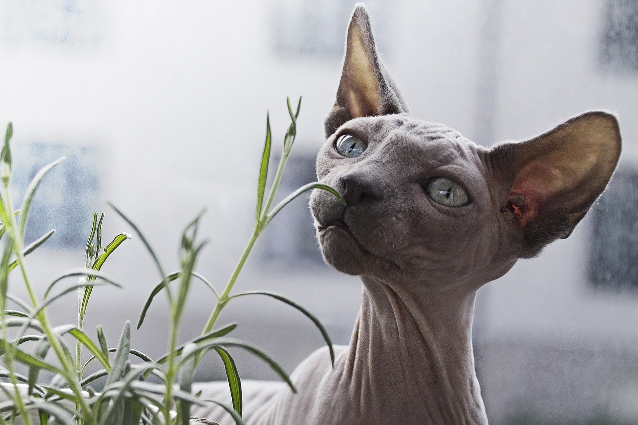 hairless cats