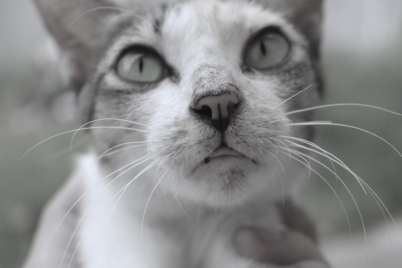 how often do you take a cat to the vet