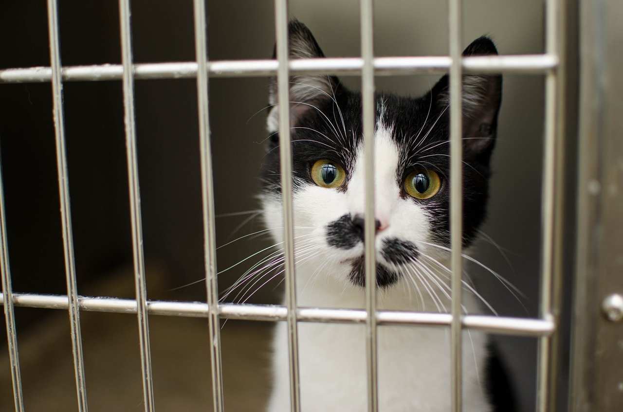 how often do you take a cat to the vet