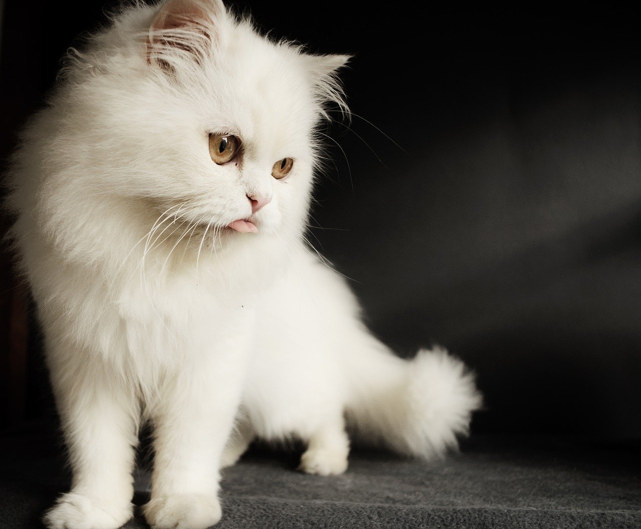 why do cats stick their tongue out