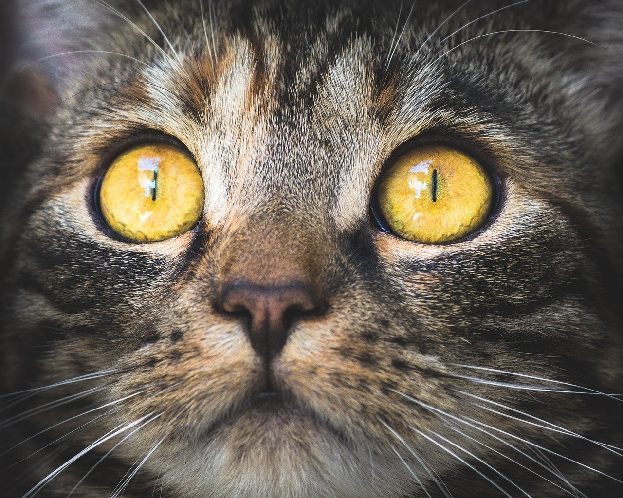 cat pupils