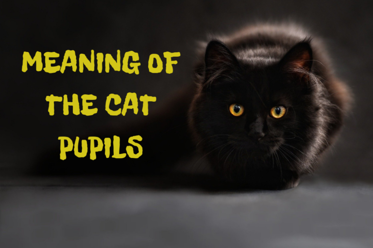 meaning of the cat pupils