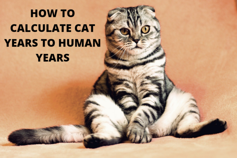 cat years to human years