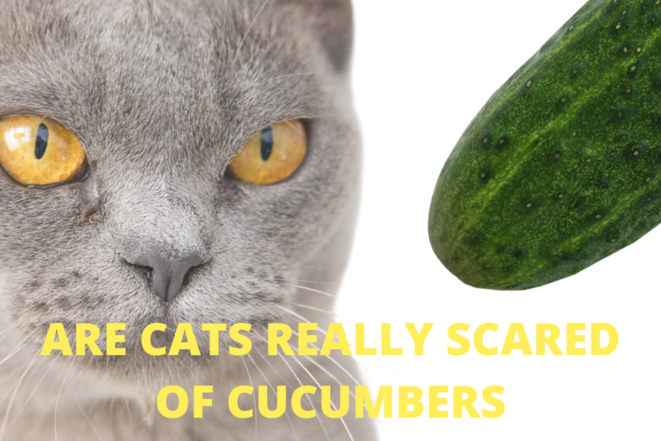 cats scared of cucumbers