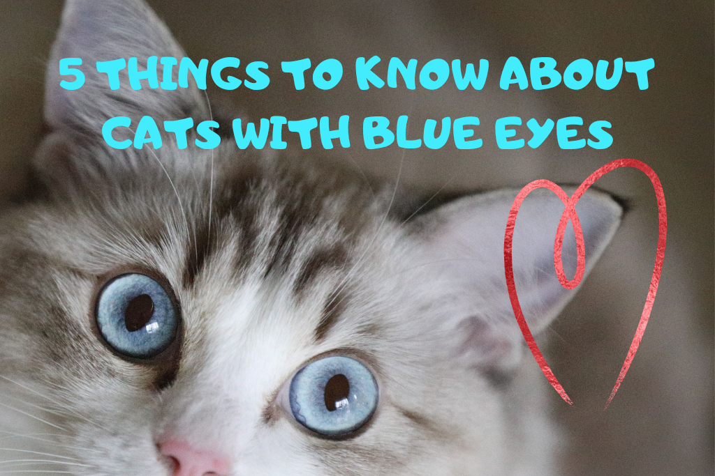 cats with blue eyes