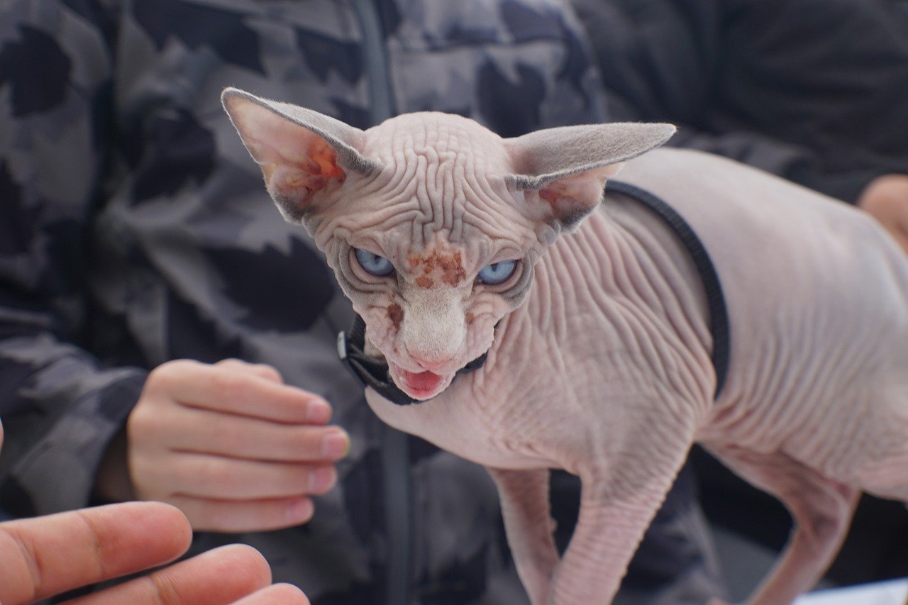 cat with no hair