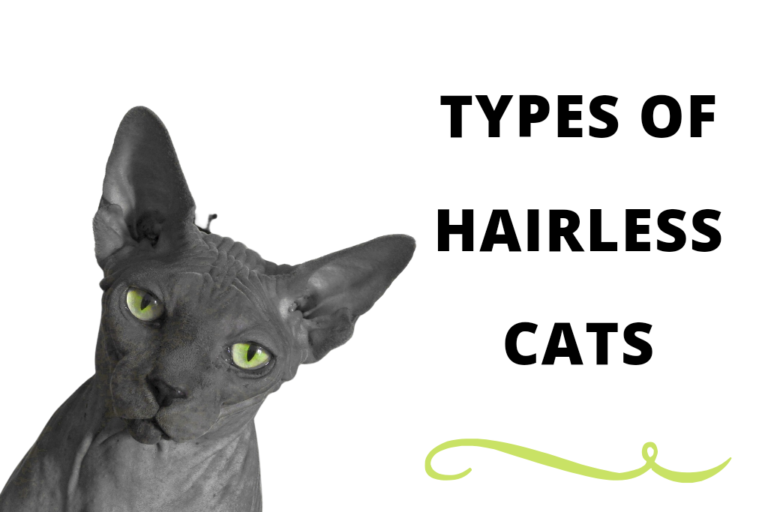 Hairless cats: Types of Cat Breeds Without Hair