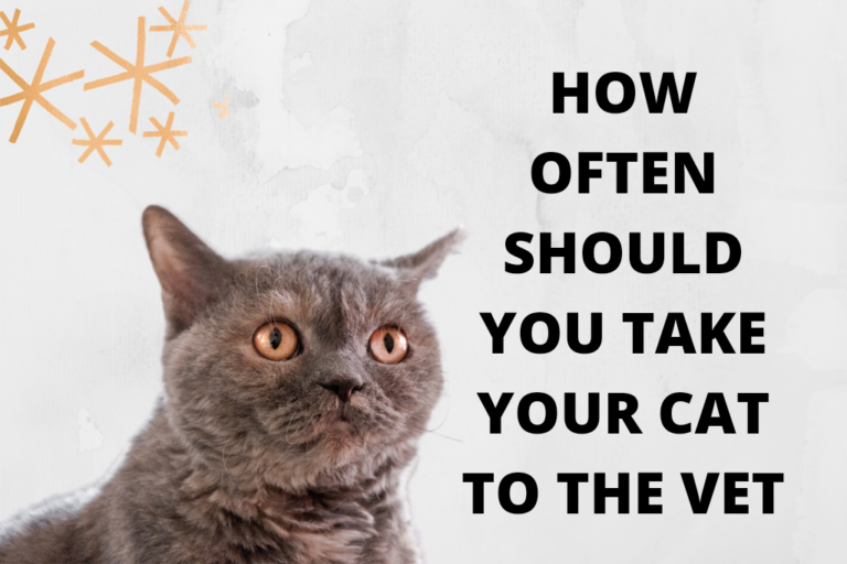How Often Do You Take a Cat to the Vet? What Is Recommended?