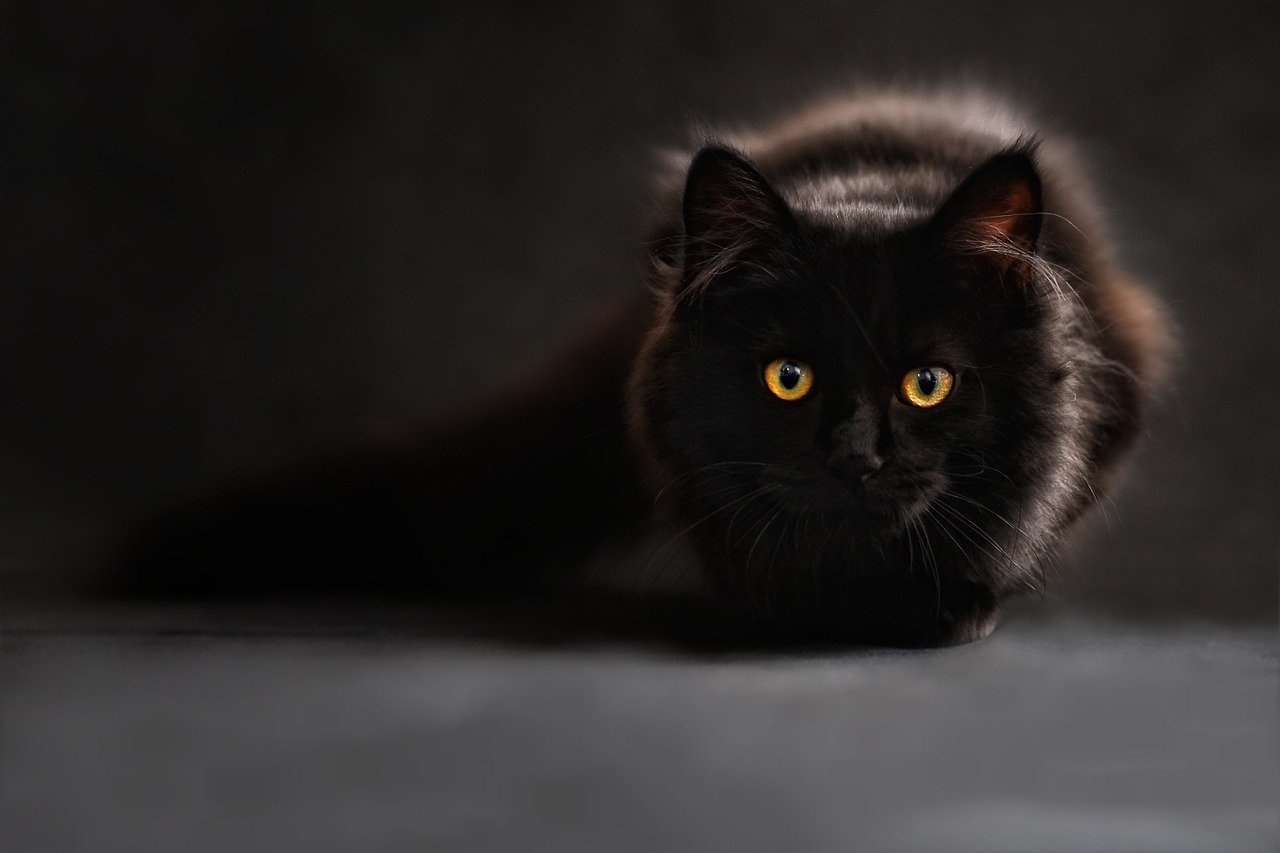 cats eyes