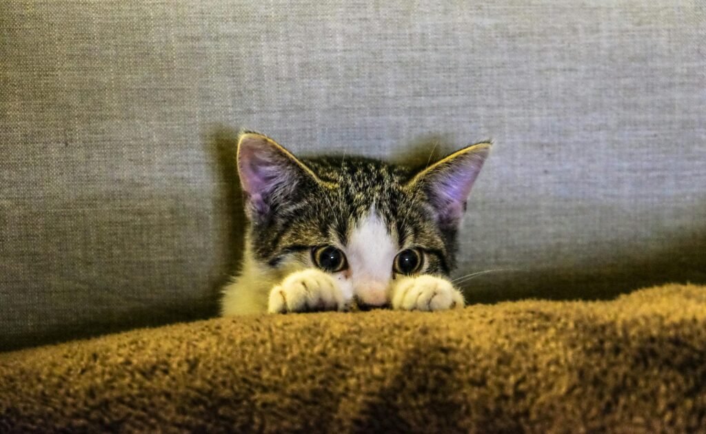 cat to human age