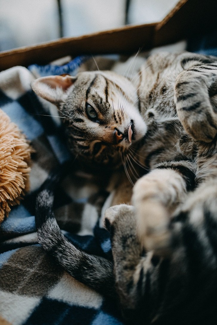 why do cats stick their tongue out