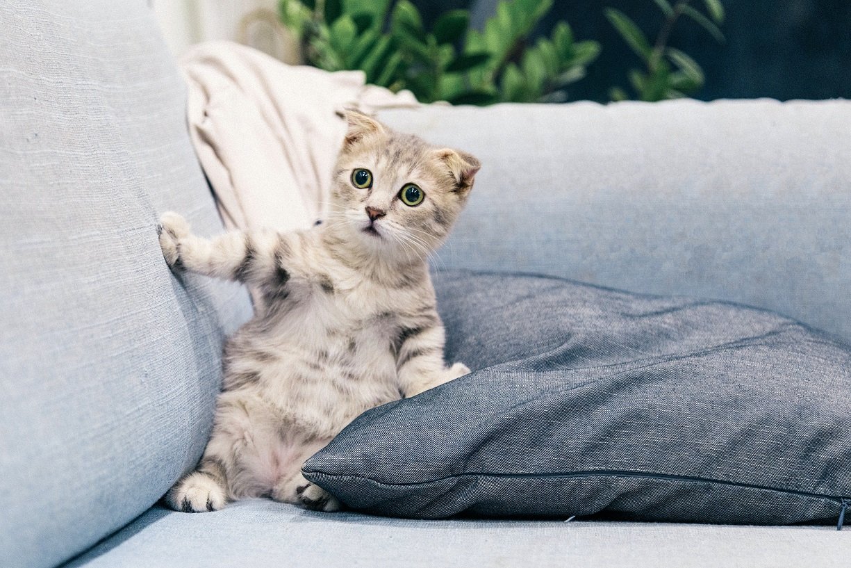 cat scared of cucumber
