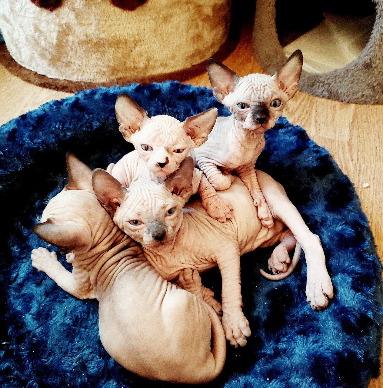 hairless cats