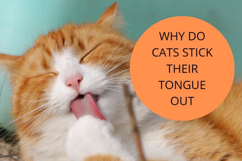 why do cats stick their tongue out