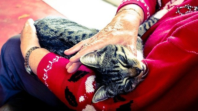 cats and golden years