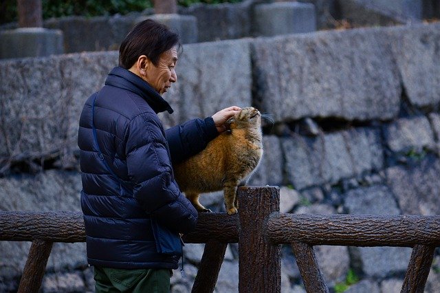 cats and golden years