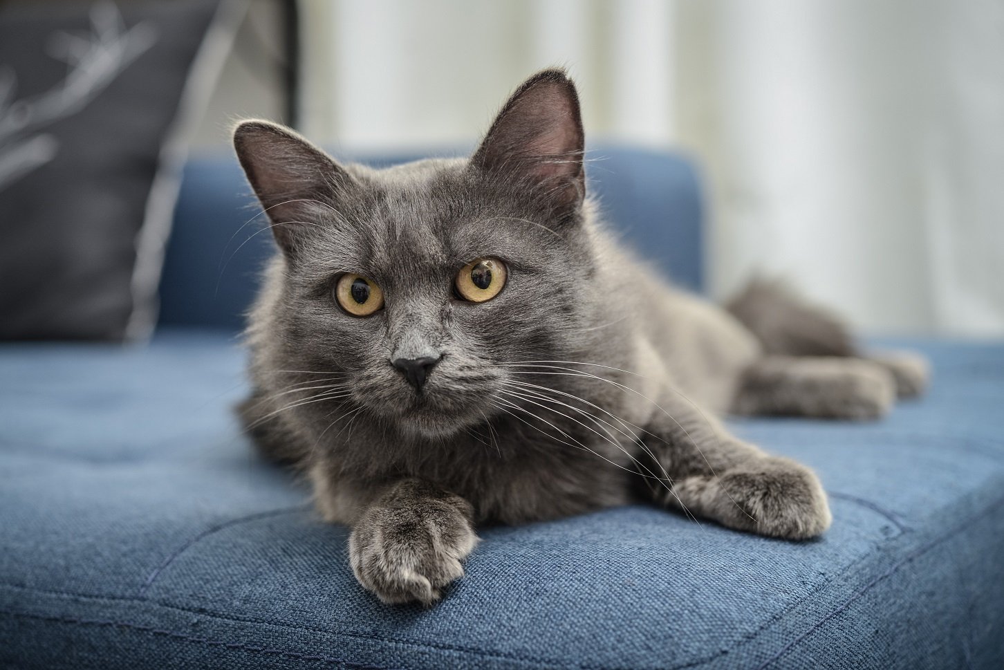 nebelung cat