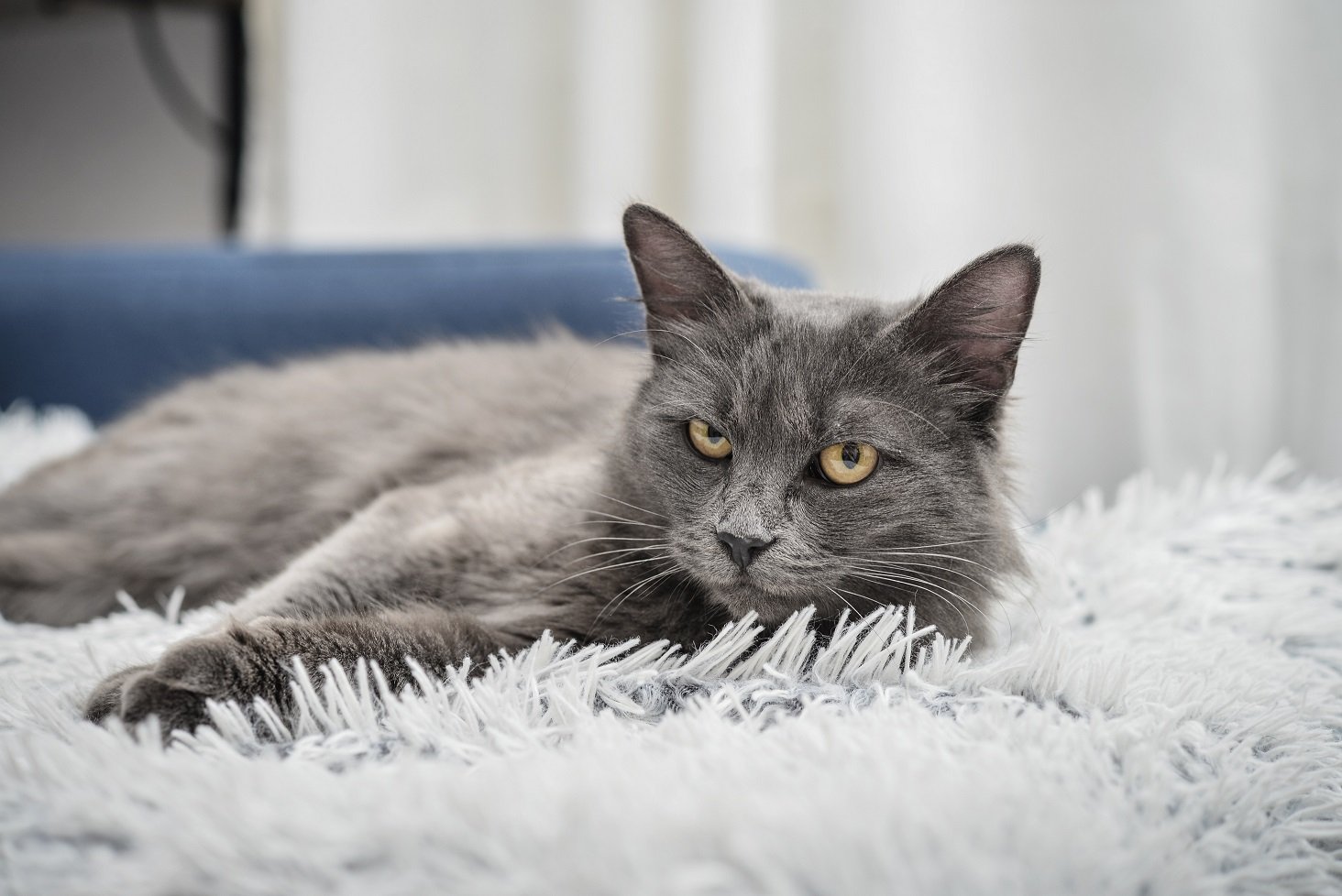 nebelung cat breed