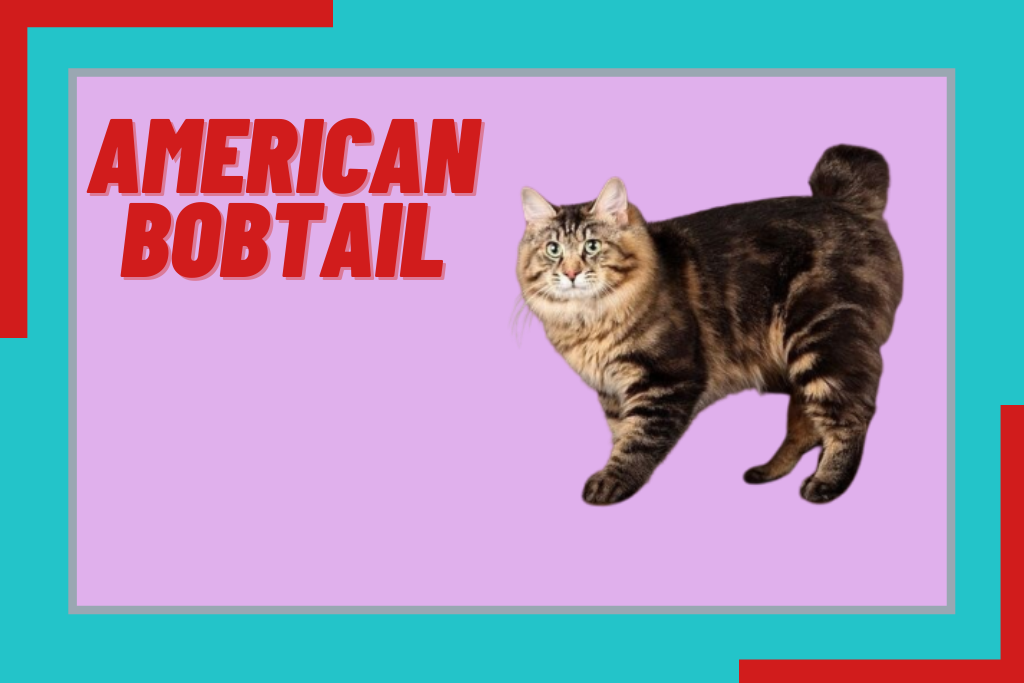 american bobtail