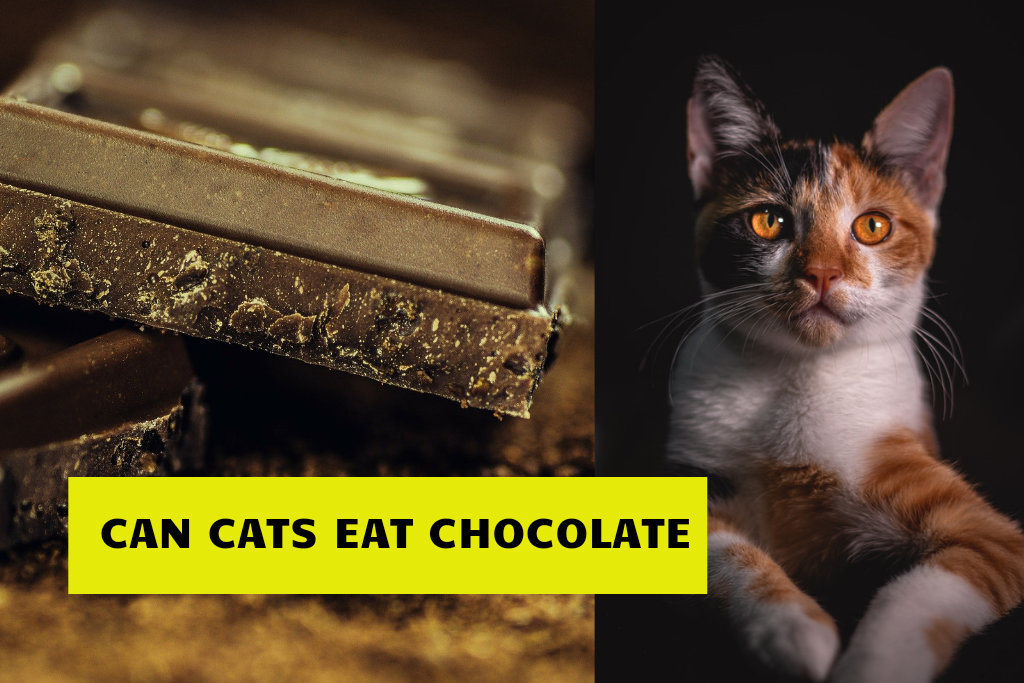 can cats eat chocolate