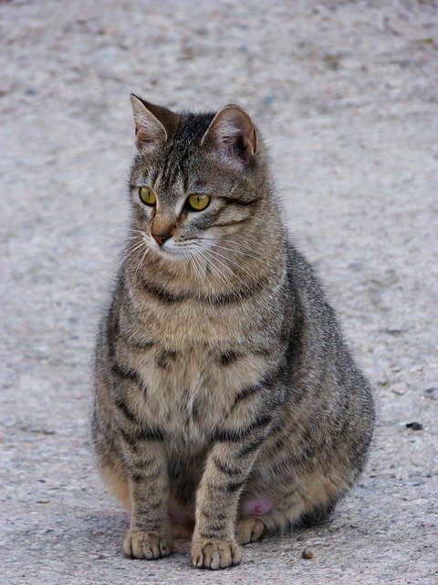 how long is cat pregnant