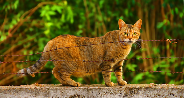 cat pregnant