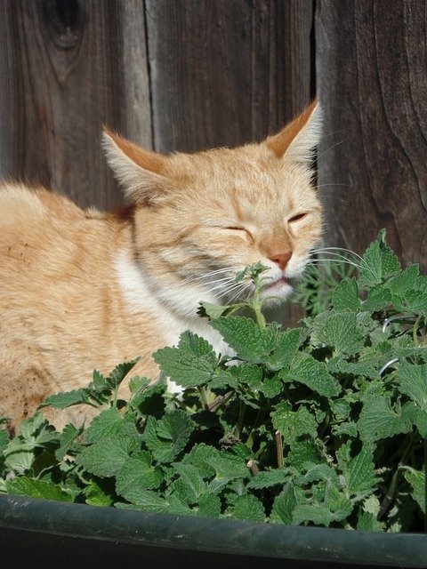 what is catnip