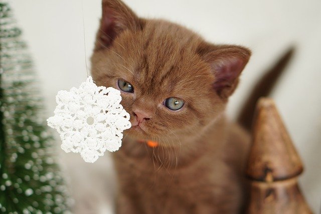 can cats eat chocolate ice cream