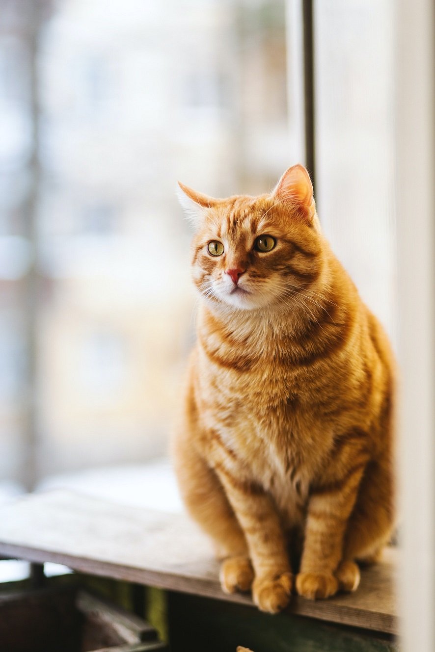 how long are cats pregnant