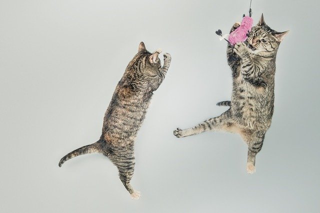 when do cats develop primordial pouch