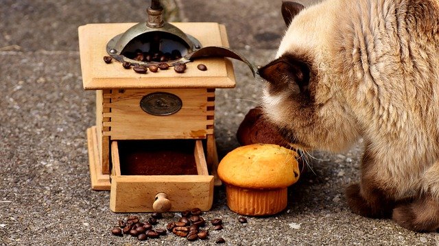 can cats eat chocolate