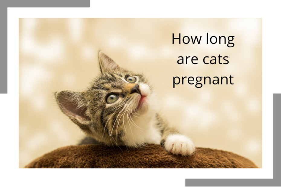 how long are cats pregnant