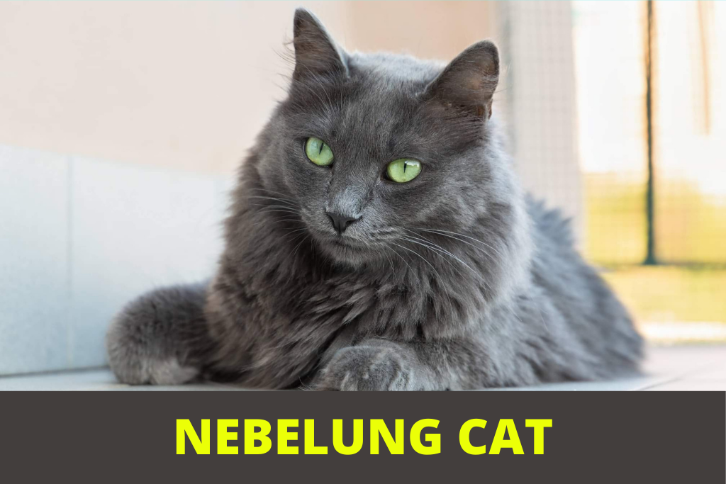 nebelung cat