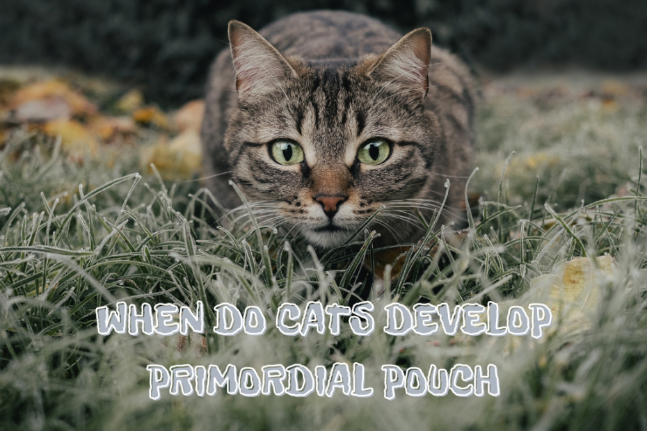 primordial pouch