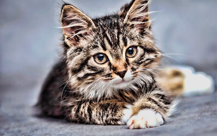 american bobtail