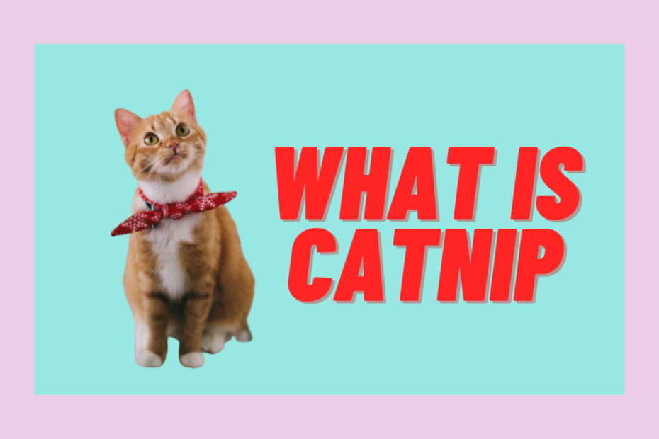 what is catnip
