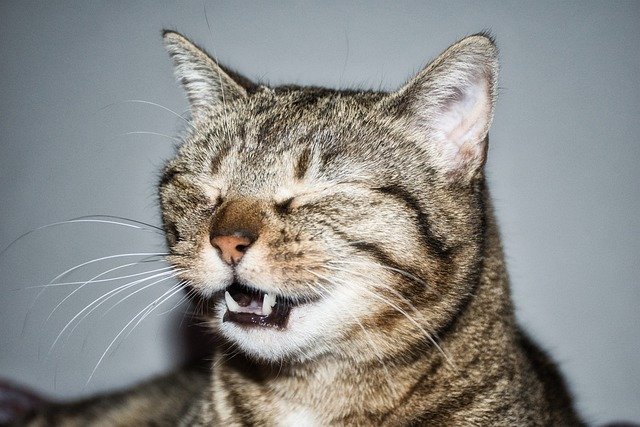 cat sneezing a lot