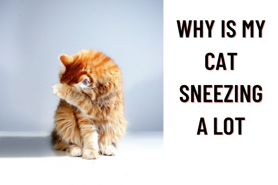 cat sneezing a lot