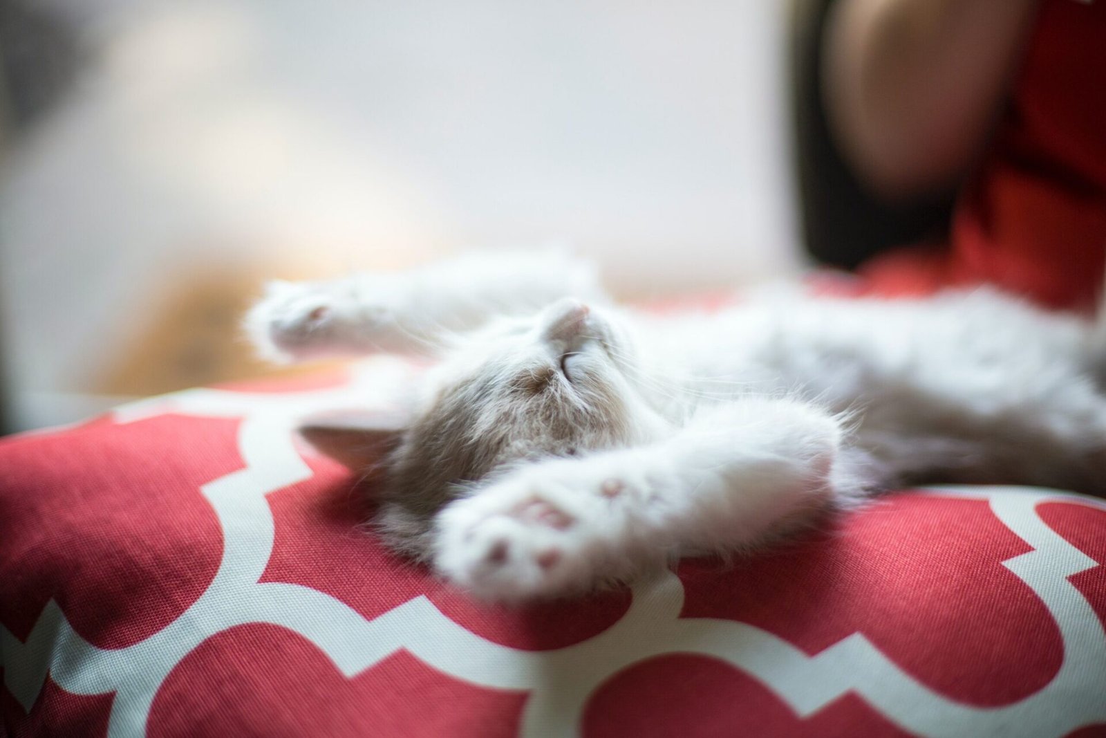 why does my cat snore