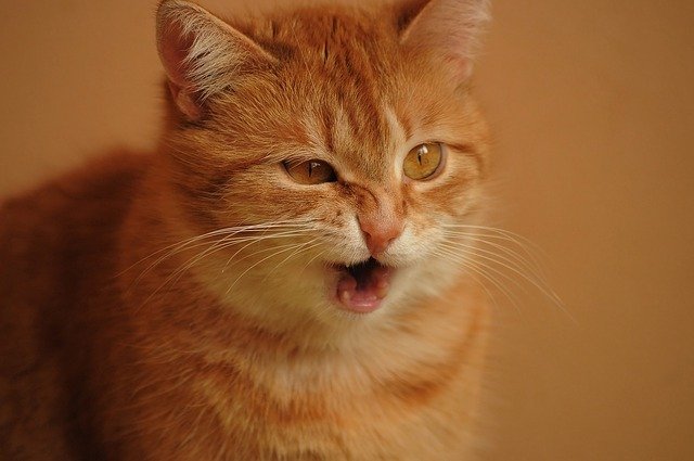 cat health